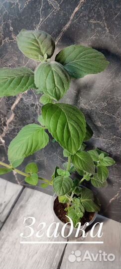 Коллекционные сорта мяты