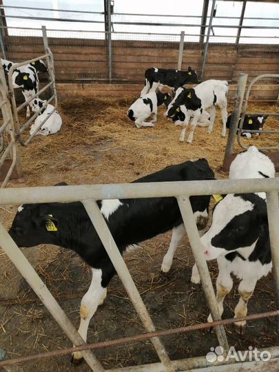 Телки, бычки