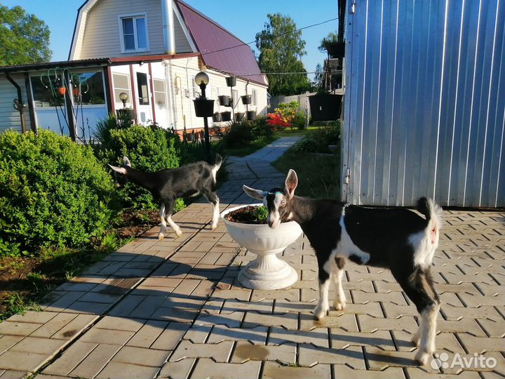 Альпийские козочки