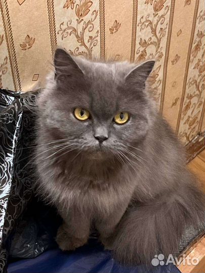 Британская кошка в дар