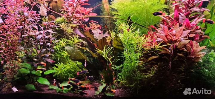 Растения для аквариума, домик для рыбок