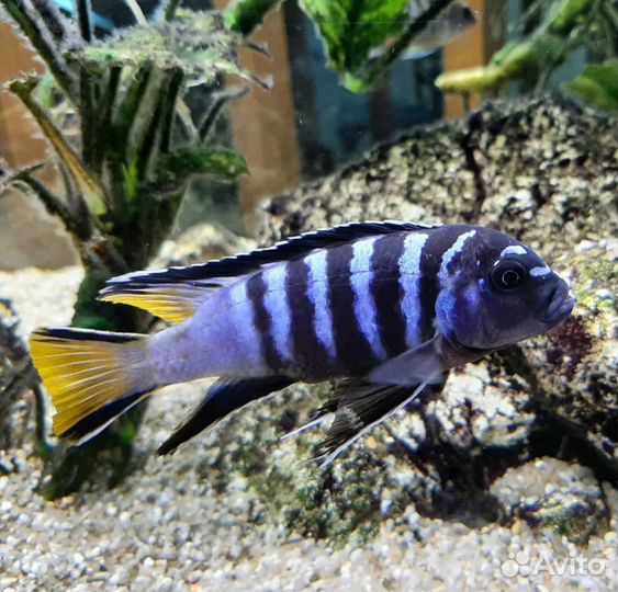 Псевдотрофеус элонгатус