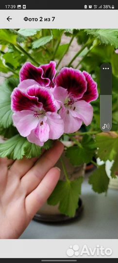 Пеларгония герань