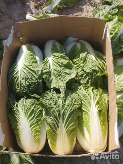Пекинская капуста оптом