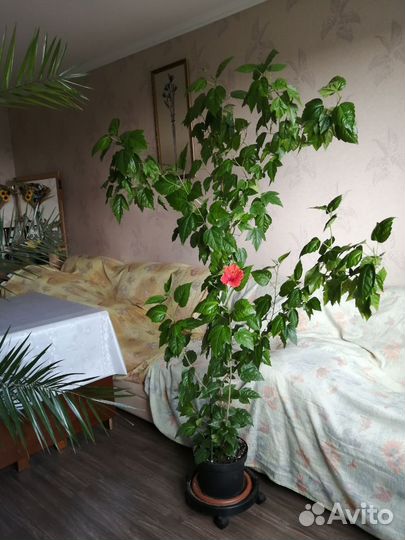 Гибискус китайская роза