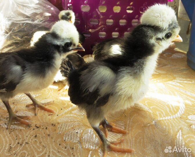 Яйца для инкубации кур голландской белохохлой