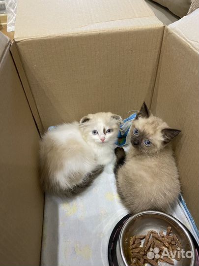 Сиамские котята (кошечки)