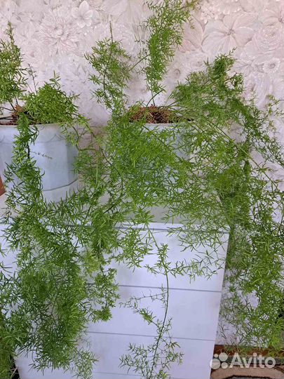 Аспарагус шпренгера, Традесканции, Хлорофитумы