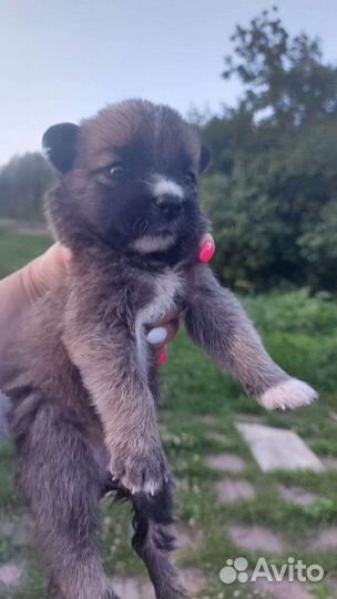 Отдам в добрые руки маленьких щенят