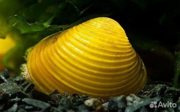 Улитки аквариумные