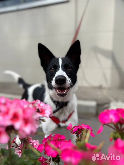 Собака в дар