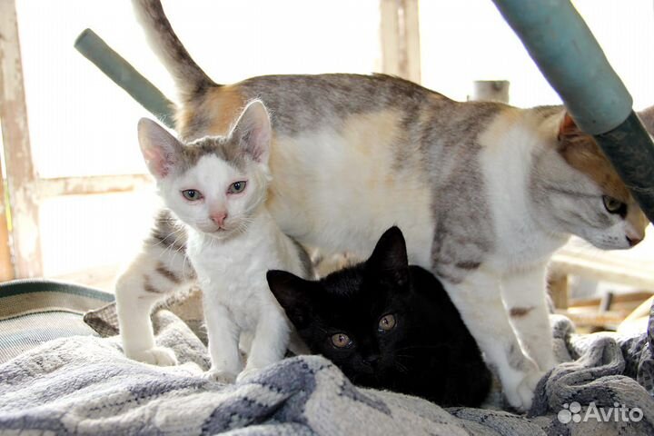 Котик в добрые руки