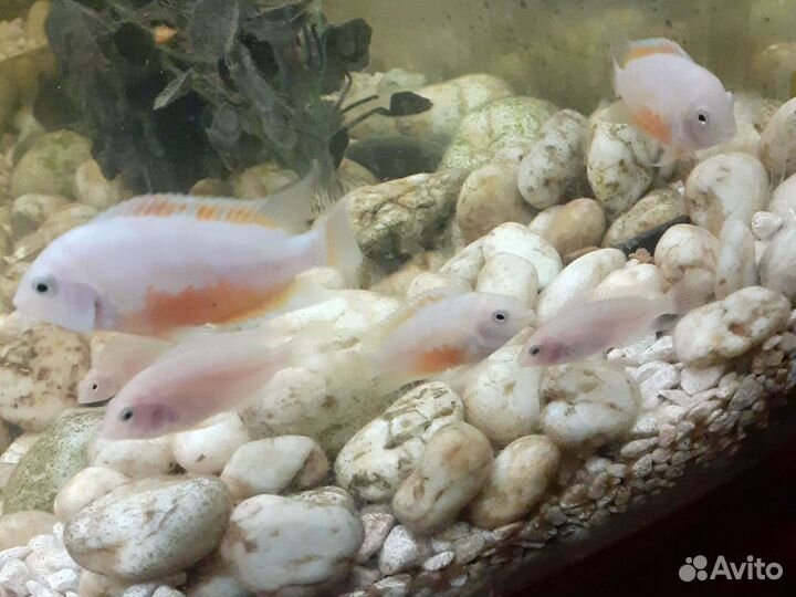 Коралл балянус