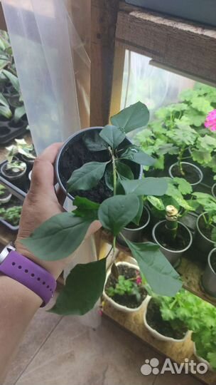 Бугенвиллия