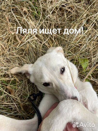 Собака в добрые руки