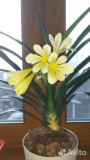 Кливия Цитрина желтая