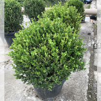 Самшит шар buxus 40-60 см