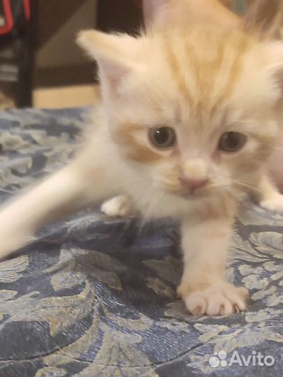 Кошка в дар