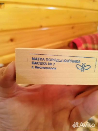 Пчелы матки плодные