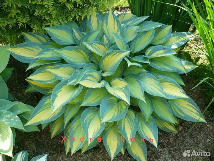 Хоста, корни