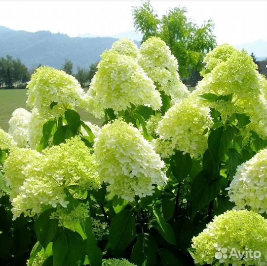 Гортензия Лайм лайт