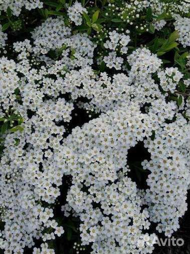 Спирея грефшейм