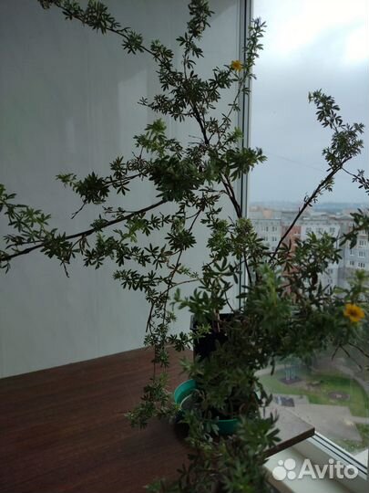 Растения для сада лапчатка желтая