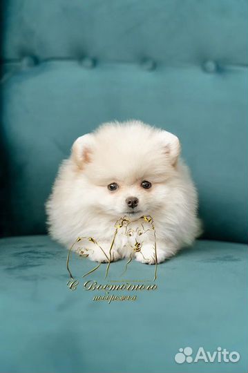 Продаю щенка шпица