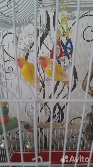 Попугай неразлучники с клеткой