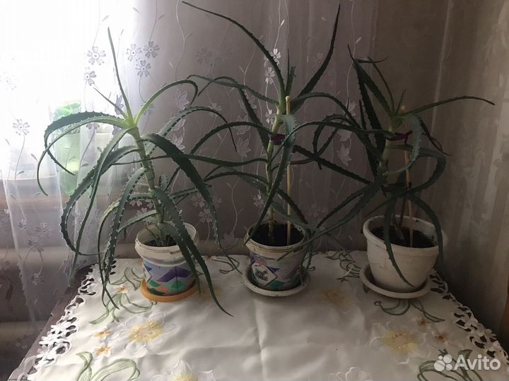 Алоэ столетник