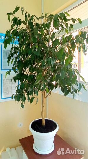 Фикус бенджамина большой