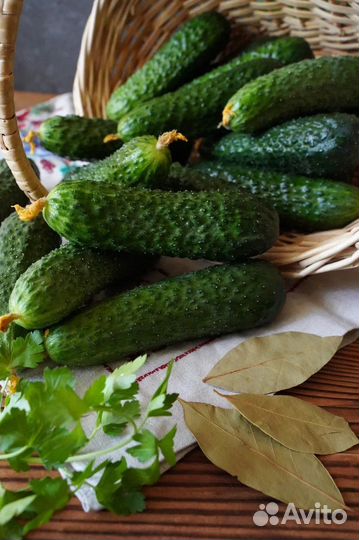 Огурцы свежие