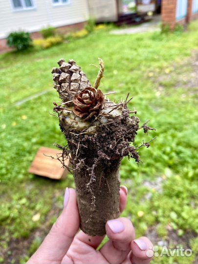 Свечи земляные очищение