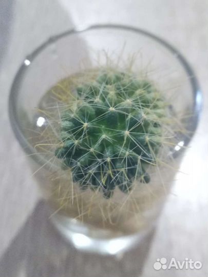 Кактусы и суккуленты