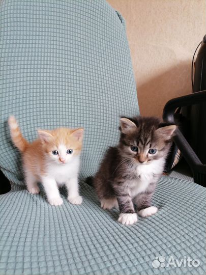 Котята в добрые руки мальчики