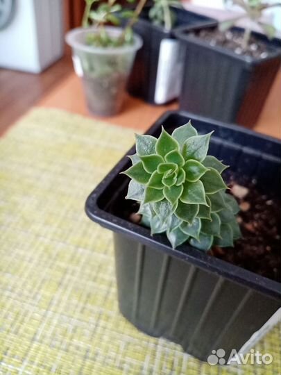 Суккуленты, кактусы