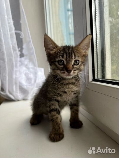 Кошки в добрые руки бесплатно