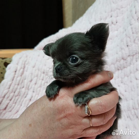Щенки чихуахуа длинношерстные мини
