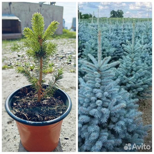 Саженцы хвойных растений