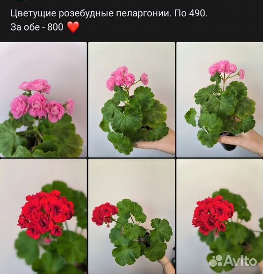 Розебудная пеларгония цветёт сейчас