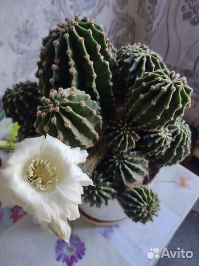 Кактус цветущий с детками