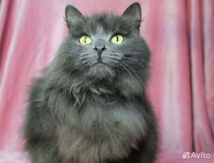 Чудесная кошечка