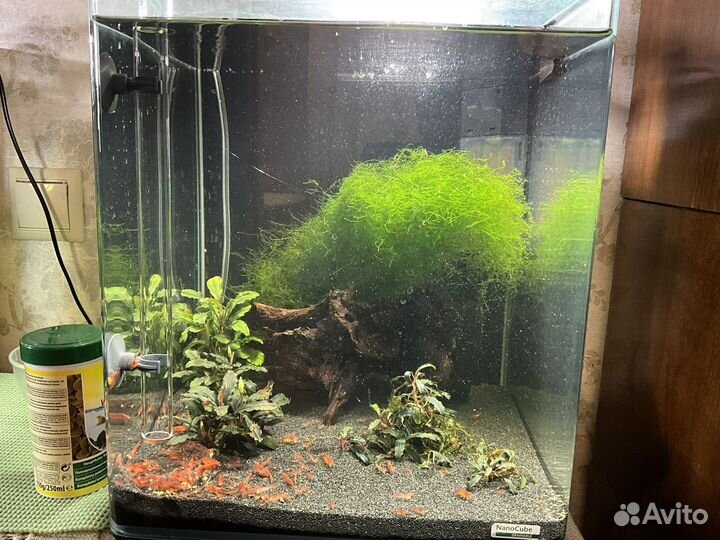 Аквариумные креветки вишня