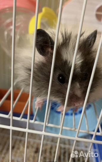 Сирийский хомяк с клеткой