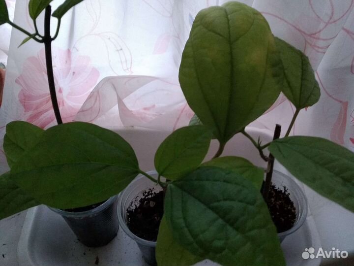 Клеродендрум Томпсона