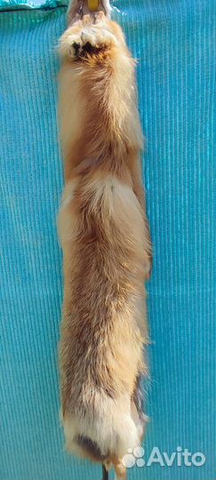 Шкурка животного Лиса
