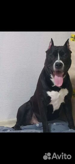 Питбуль вязка