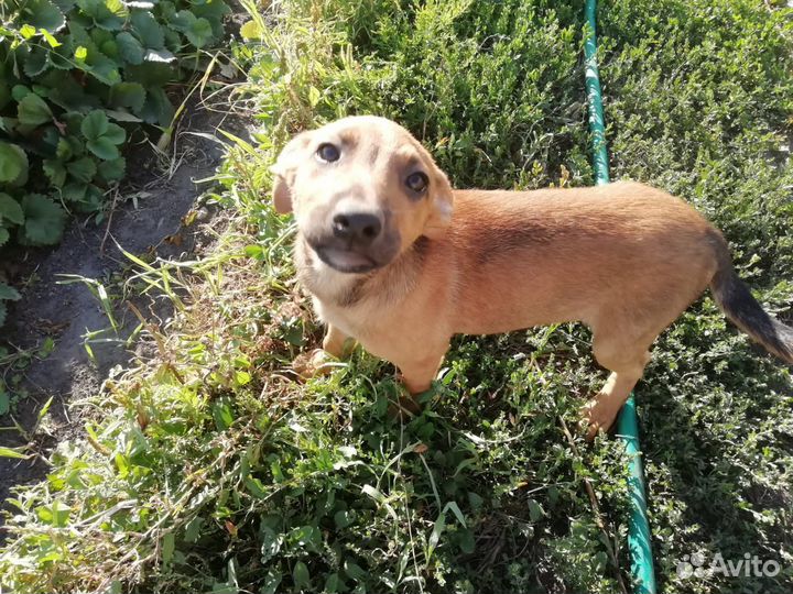 Щенки от небольшой собачки