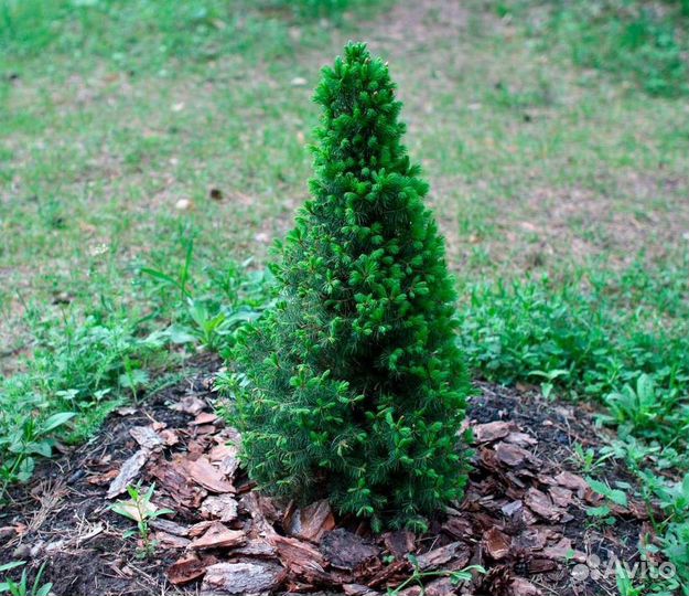 Саженцы Ель Глауконика из питомника