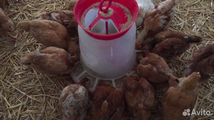 Куры хайсекс Браун